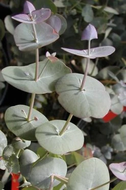 Luna Cold Hardy Eucalyptus Tree (Eucalyptus Perriniana) - 2 Gallon Pot -Garden Outdoor Plant Store Eucalyptus Luna 13
