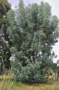 Luna Cold Hardy Eucalyptus Tree (Eucalyptus Perriniana) - 1 Gallon Pot -Garden Outdoor Plant Store Eucalyptus Luna 5 1