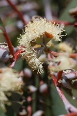 Luna Cold Hardy Eucalyptus Tree (Eucalyptus Perriniana) - 2 Gallon Pot -Garden Outdoor Plant Store Eucalyptus Luna 6