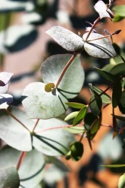 Maggie Cold Hardy Eucalyptus Tree (Eucalyptus Nova Anglica) - Quart Pot 13 Maggie Cold Hardy Eucalyptus Tree (Eucalyptus Nova Anglica) - Quart Pot -Garden Outdoor Plant Store Eucalyptus Maggie 10 1