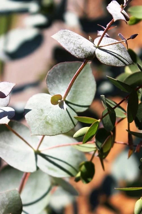 Maggie Cold Hardy Eucalyptus Tree (Eucalyptus Nova Anglica) - Quart Pot 8 Maggie Cold Hardy Eucalyptus Tree (Eucalyptus Nova Anglica) - Quart Pot - Image 6