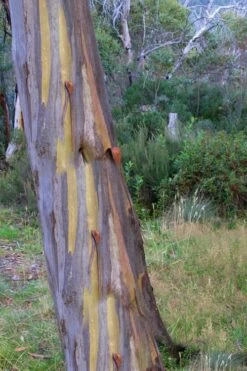 Sheila Cold Hardy Eucalyptus Tree (Eucalyptus Stellulata) - 1 Gallon Pot -Garden Outdoor Plant Store Eucalyptus Sheila 10 3