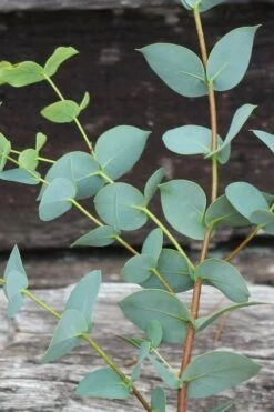 Sheila Cold Hardy Eucalyptus Tree (Eucalyptus Stellulata) - 6 Pack Of 1 Gallon Pots 23 Sheila Cold Hardy Eucalyptus Tree (Eucalyptus Stellulata) - 6 Pack Of 1 Gallon Pots -Garden Outdoor Plant Store Eucalyptus Sheila 2 2