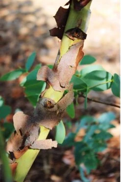 Sheila Cold Hardy Eucalyptus Tree (Eucalyptus Stellulata) - 3 Gallon Pot -Garden Outdoor Plant Store Eucalyptus Sheila 9 1