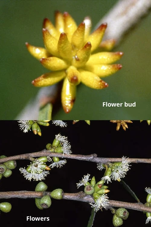 Skinny Minny Hardy Eucalyptus Tree (Eucalyptus Moorei) - 6 Pack Of 1 Gallon Pots 5 Skinny Minny Hardy Eucalyptus Tree (Eucalyptus Moorei) - 6 Pack Of 1 Gallon Pots - Image 3