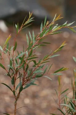 Skinny Minny Hardy Eucalyptus Tree (Eucalyptus Moorei) - 3 Quart Pot -Garden Outdoor Plant Store Eucalyptus Skinny Minny 2 3