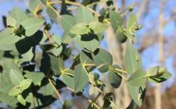 Cab Sav Cold Hardy Eucalyptus Tree (Eucalyptus Rubida) - 1 Gallon Pot -Garden Outdoor Plant Store Eucalyptus Tree Cab Sav Rubida 2