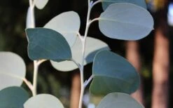 Mappa Tassie Cold Hardy Eucalyptus Tree (Eucalyptus Pauciflora) - 3 Gallon Pot -Garden Outdoor Plant Store Eucalyptus Tree Mappa Tassie Pauciflora Snow Gum 3