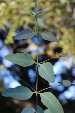 Grace Cold Hardy Eucalyptus Tree (Eucalyptus Elliptica) - 3 Gallon Pot 11 Grace Cold Hardy Eucalyptus Tree (Eucalyptus Elliptica) - 3 Gallon Pot -Garden Outdoor Plant Store Eucalytptus Grace BS 1