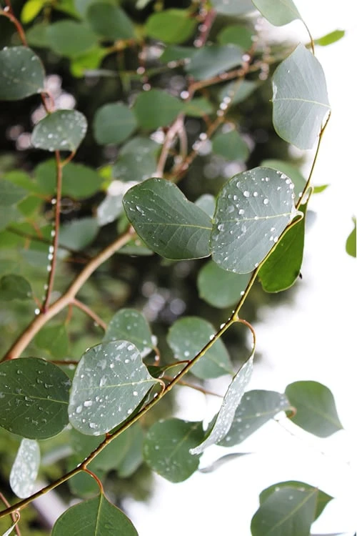 Lucky Country Cold Hardy Eucalyptus Tree (Eucalyptus Camphora) - Quart Pot 9 Lucky Country Cold Hardy Eucalyptus Tree (Eucalyptus Camphora) - Quart Pot - Image 7