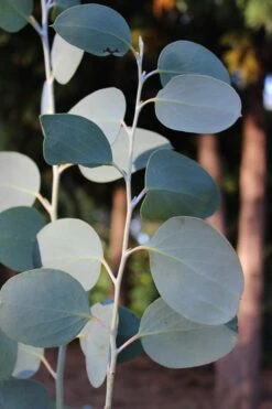 Mappa Tassie Cold Hardy Eucalyptus Tree (Eucalyptus Pauciflora) - Quart Pot 13 Mappa Tassie Cold Hardy Eucalyptus Tree (Eucalyptus Pauciflora) - Quart Pot -Garden Outdoor Plant Store Eucalytptus Mappa Tassie BS 1