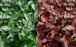 Purple Wintercreeper (Euonymus Fortunei 'Coloratus') - 6 Pack Of Pint Pots -Garden Outdoor Plant Store Euonymus Coloratus Purple Winter Creeper 50 1