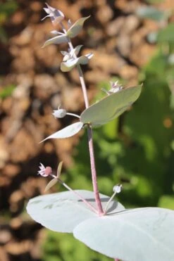 Maggie Cold Hardy Eucalyptus Tree (Eucalyptus Nova Anglica) - Quart Pot 11 Maggie Cold Hardy Eucalyptus Tree (Eucalyptus Nova Anglica) - Quart Pot -Garden Outdoor Plant Store Eusalyptus Maggie 1 500x750 2