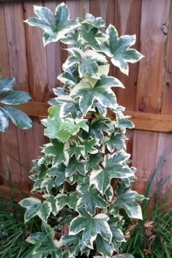 Angyo Star Fatshedera 1 Gallon Pot 9 Angyo Star Fatshedera 1 Gallon Pot -Garden Outdoor Plant Store Fatshedera Angyo Star 3