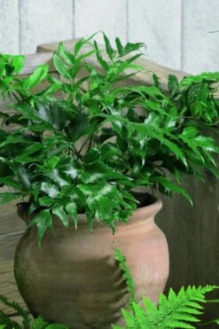 Japanese Holly Fern - Cyrtomium Falcatum 'Rochfordianum' - 2.5 Quart Pot -Garden Outdoor Plant Store Fern Japanese Holly 8