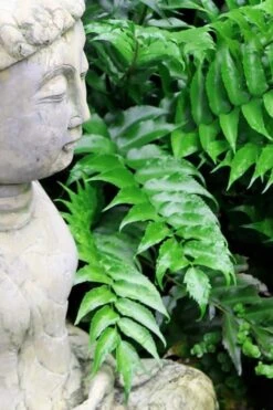 Japanese Holly Fern - Cyrtomium Falcatum 'Rochfordianum' - 2.5 Quart Pot -Garden Outdoor Plant Store Fern Japanese Holly 9