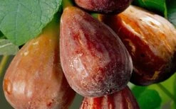 Brown Turkey Fig Tree - 6 Pack Of 1 Gallon Pots -Garden Outdoor Plant Store Fig Brown Turkey 20