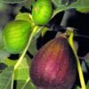 Brown Turkey Fig Tree - 6 Pack Of 1 Gallon Pots -Garden Outdoor Plant Store Fig Brown Turkey BS