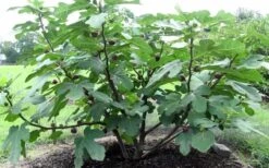 Chicago Cold Hardy Fig Tree - 3 Gallon Pot -Garden Outdoor Plant Store Fig Chicago Cold Hardy 1 1