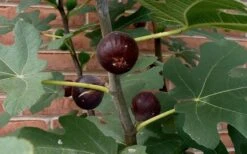 Chicago Cold Hardy Fig Tree - 1 Gallon Pot -Garden Outdoor Plant Store Fig Chicago Cold Hardy