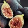Chicago Cold Hardy Fig Tree - 3 Gallon Pot 2 Chicago Cold Hardy Fig Tree - 3 Gallon Pot -Garden Outdoor Plant Store Fig Chicago Cold Hardy Rev 2 500x750 2