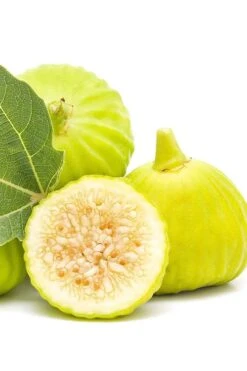 Italian Honey Fig Tree (Ficus Carica 'Lattarula') - 1 Gallon Pot 10 Italian Honey Fig Tree (Ficus Carica 'Lattarula') - 1 Gallon Pot -Garden Outdoor Plant Store Fig Lemon Italian Honey 2