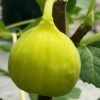 Italian Honey Fig Tree (Ficus Carica 'Lattarula') - 1 Gallon Pot -Garden Outdoor Plant Store Fig Lemon Italian Honey 3