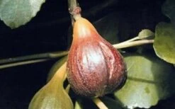 Magnolia Fig Tree - 1 Gallon Pot 9 Magnolia Fig Tree - 1 Gallon Pot -Garden Outdoor Plant Store Fig Magnolia