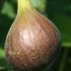 Magnolia Fig Tree - 1 Gallon Pot -Garden Outdoor Plant Store Fig Magnolia 500x750 1