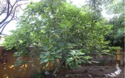 Texas Everbearing Fig Tree - 1 Gallon Pot 12 Texas Everbearing Fig Tree - 1 Gallon Pot -Garden Outdoor Plant Store Fig Texas Everbearing 12 2