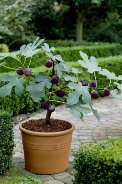 Texas Everbearing Fig Tree - 1 Gallon Pot 11 Texas Everbearing Fig Tree - 1 Gallon Pot -Garden Outdoor Plant Store Fig Texas Everbearing 13 2