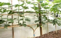 Texas Everbearing Fig Tree - 1 Gallon Pot 13 Texas Everbearing Fig Tree - 1 Gallon Pot -Garden Outdoor Plant Store Fig Texas Everbearing 6 2