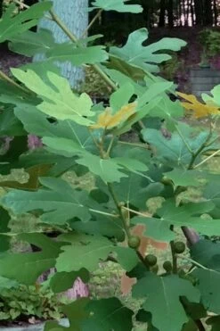 Texas Everbearing Fig Tree - 1 Gallon Pot 14 Texas Everbearing Fig Tree - 1 Gallon Pot -Garden Outdoor Plant Store Fig Texas Everbearing 7 2