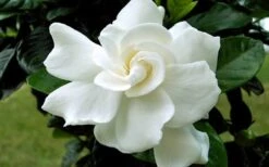 August Beauty Gardenia (Single Trunk Topiary Tree) - 5 Gallon Pot 11 August Beauty Gardenia (Single Trunk Topiary Tree) - 5 Gallon Pot -Garden Outdoor Plant Store Gardenia August Beauty Flower Closeup 1