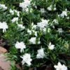 Radicans Creeping Dwarf Gardenia - 6 Pack Of 1 Gallon Pots 1 Radicans Creeping Dwarf Gardenia - 6 Pack Of 1 Gallon Pots -Garden Outdoor Plant Store Gardenia Creeping 22