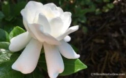 Crown Jewel Gardenia - 1 Gallon Pot 16 Crown Jewel Gardenia - 1 Gallon Pot -Garden Outdoor Plant Store Gardenia Crown Jewel 4