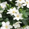 Hardy Fragrant Daisy Gardenia Bush - 1 Gallon Pot 1 Hardy Fragrant Daisy Gardenia Bush - 1 Gallon Pot -Garden Outdoor Plant Store Gardenia Daisy 20