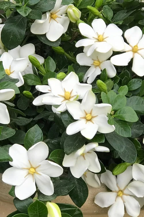 Hardy Fragrant Daisy Gardenia Bush - 3 Gallon Pot 3 Hardy Fragrant Daisy Gardenia Bush - 3 Gallon Pot