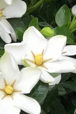 Hardy Fragrant Daisy Gardenia Bush - 6 Pack Of 1 Gallon Pots 12 Hardy Fragrant Daisy Gardenia Bush - 6 Pack Of 1 Gallon Pots -Garden Outdoor Plant Store Gardenia Daisy 21 1