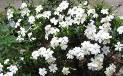 Hardy Fragrant Daisy Gardenia Bush - 2.5 Quart Pot -Garden Outdoor Plant Store Gardenia Daisy Blooms 2 3
