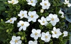 Hardy Fragrant Daisy Gardenia Bush - 3 Gallon Pot 15 Hardy Fragrant Daisy Gardenia Bush - 3 Gallon Pot -Garden Outdoor Plant Store Gardenia Daisy Blooms 3