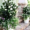 Diamond Spire Gardenia - 2 Gallon Pot 2 Diamond Spire Gardenia - 2 Gallon Pot -Garden Outdoor Plant Store Gardenia Diamond Spire 1