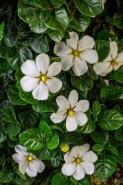 Diamond Spire Gardenia - 2 Gallon Pot 15 Diamond Spire Gardenia - 2 Gallon Pot -Garden Outdoor Plant Store Gardenia Diamond Spire 2