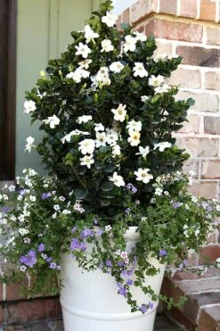 Diamond Spire Gardenia - 3 Gallon Pot 14 Diamond Spire Gardenia - 3 Gallon Pot -Garden Outdoor Plant Store Gardenia Diamond Spire 4 1