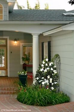 Diamond Spire Gardenia - 3 Gallon Pot 13 Diamond Spire Gardenia - 3 Gallon Pot -Garden Outdoor Plant Store Gardenia Diamond Spire 5 1