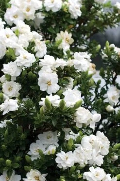 Double Mint Gardenia - 6 Pack Of 1 Gallon Pots 12 Double Mint Gardenia - 6 Pack Of 1 Gallon Pots -Garden Outdoor Plant Store Gardenia Double Mint 2 1