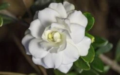 Double Mint Gardenia - 2 Gallon Pot 15 Double Mint Gardenia - 2 Gallon Pot -Garden Outdoor Plant Store Gardenia Double Mint 6 3