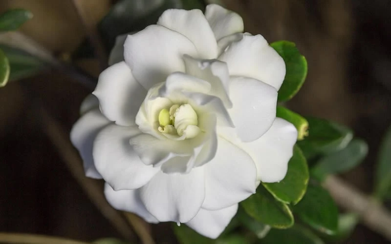 Double Mint Gardenia - 1 Gallon Pot 9 Double Mint Gardenia - 1 Gallon Pot - Image 7