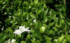 Double Mint Gardenia - 6 Pack Of 1 Gallon Pots 14 Double Mint Gardenia - 6 Pack Of 1 Gallon Pots -Garden Outdoor Plant Store Gardenia Double Mint 7 1