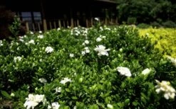 Double Mint Gardenia - 3 Gallon Pot 13 Double Mint Gardenia - 3 Gallon Pot -Garden Outdoor Plant Store Gardenia Double Mint 8 2